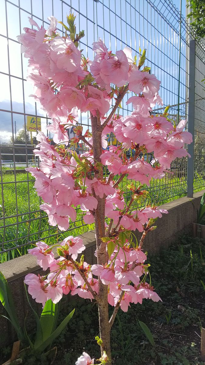 桜の身長測定