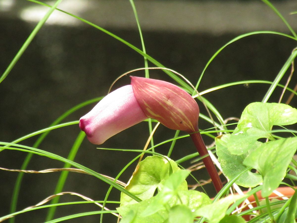 由愛(ゆめ)の花日記♪