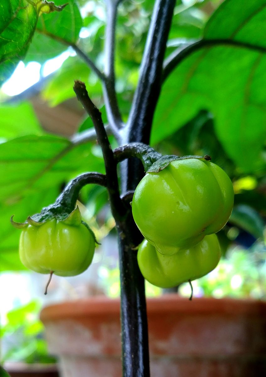 🍅トマトじゃないヨ❕🍆飾り茄子だヨ❗