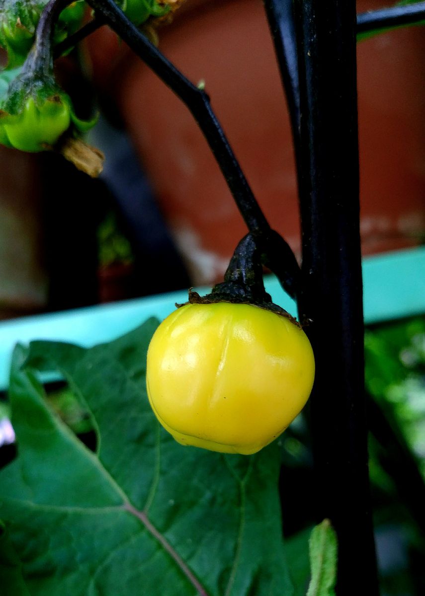 🍅トマトじゃないヨ❕🍆飾り茄子だヨ❗