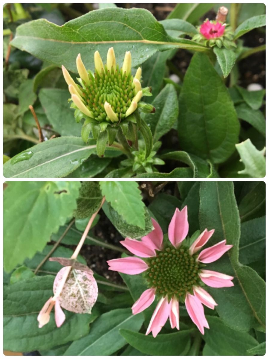 芽が出て膨らんで花が咲いて  エキナセア