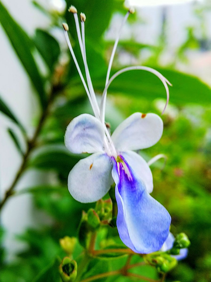 挿し木で🌿育成