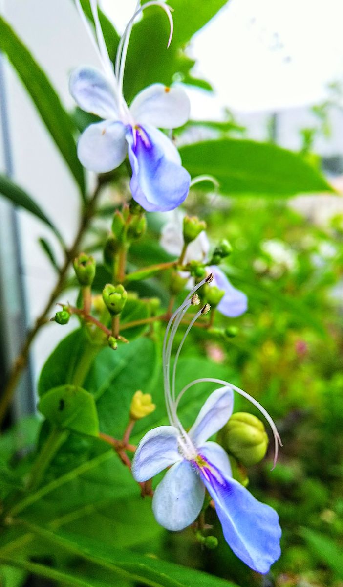 挿し木で🌿育成