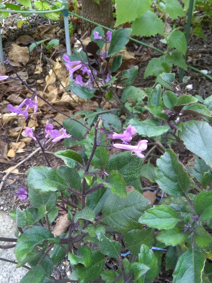 我が家のお花、その２🌸