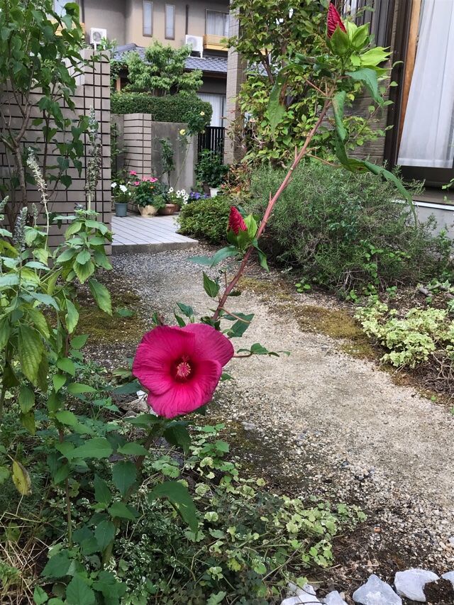 タイタンビカスー毎日咲いてくれてる