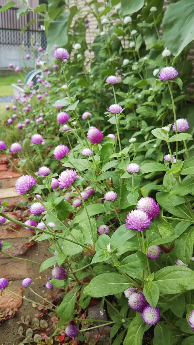 今朝の花壇は水切れ😱