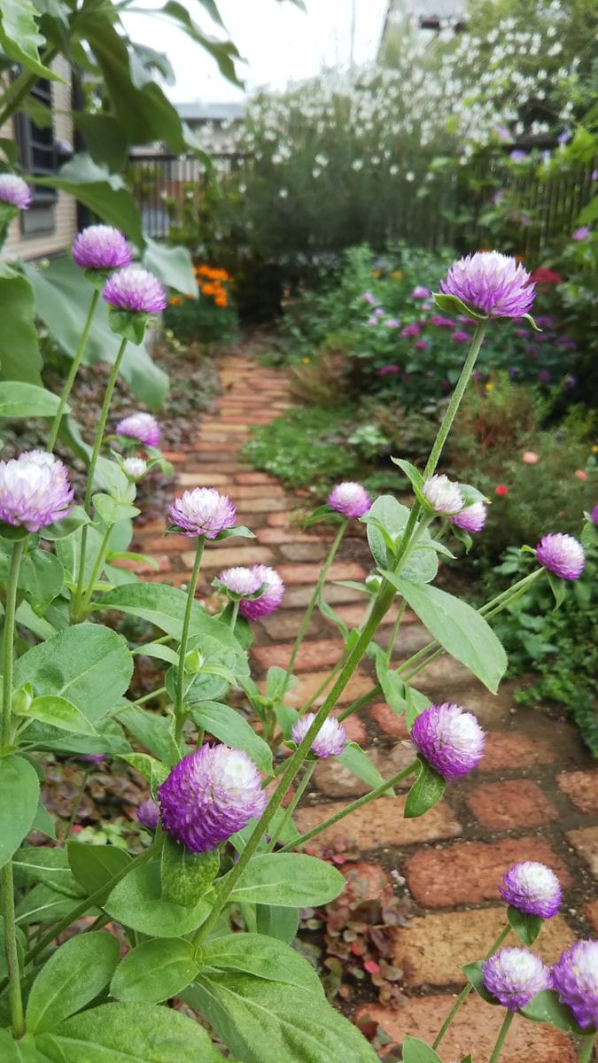 今朝の花壇は水切れ😱