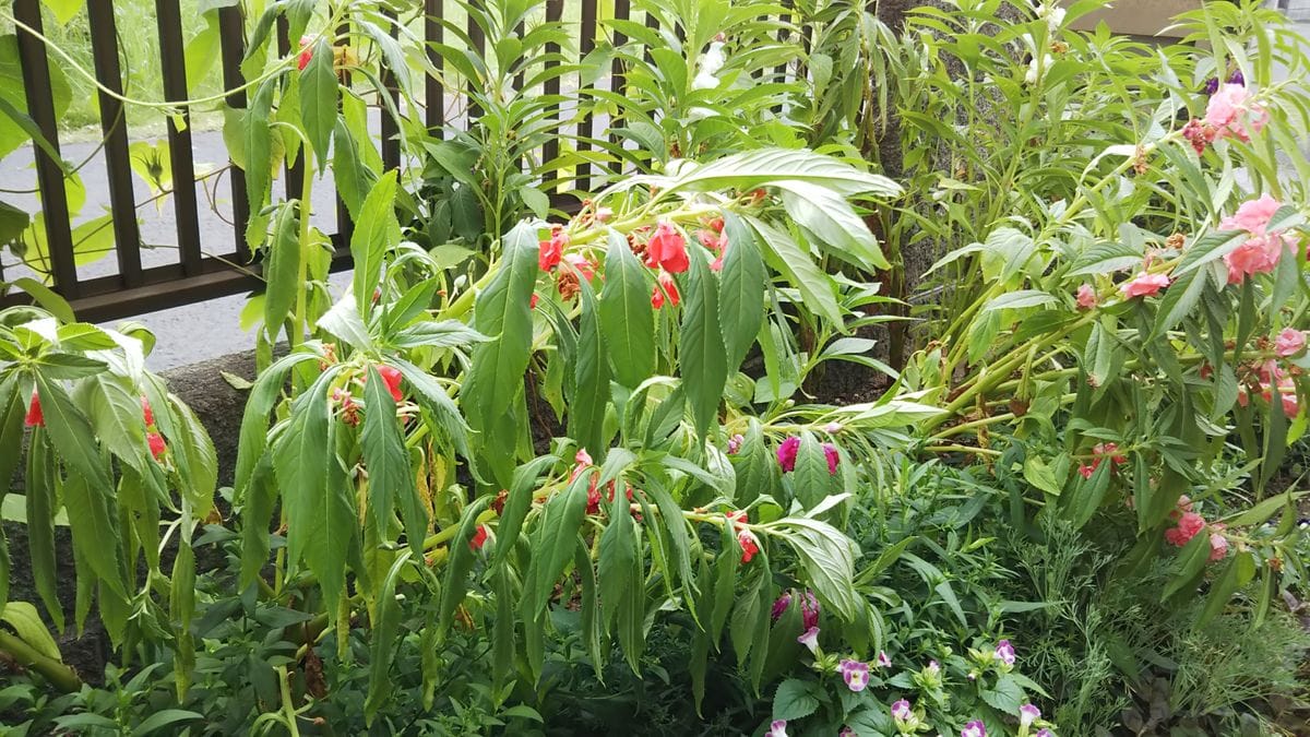 今朝の花壇は水切れ😱