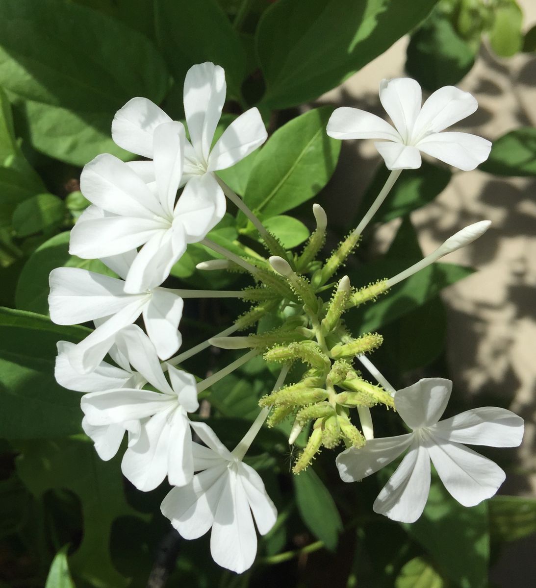 今日の花