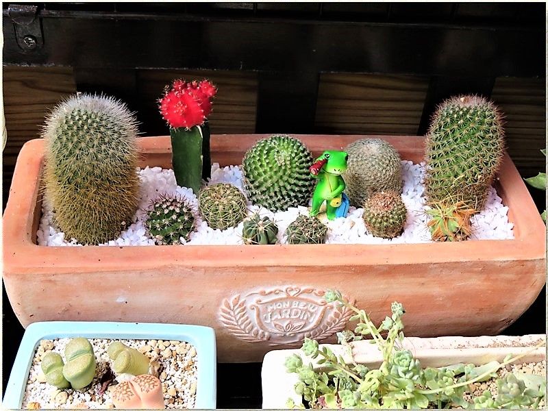 🌵サボテンの寄せ植え🌵