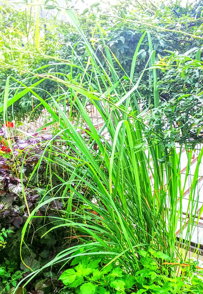 我家の🌿ミニハーブ園