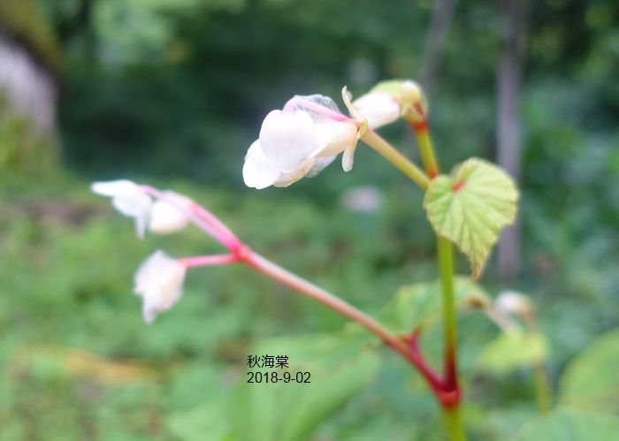 秋の気配・・花壇