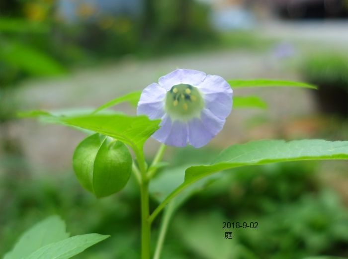 秋の気配・・花壇