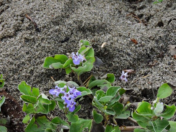 浜に咲く花～ハマゴウ