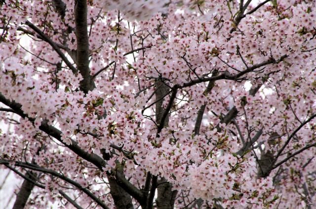 隣の公園の桜