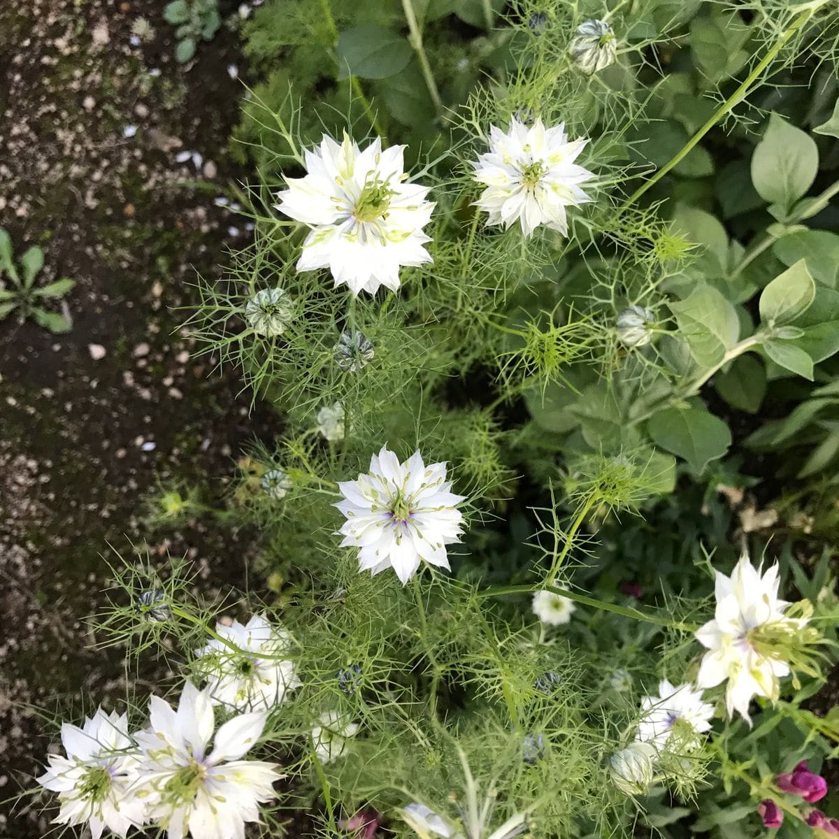 移植、株分け、植え付け頑張りました！