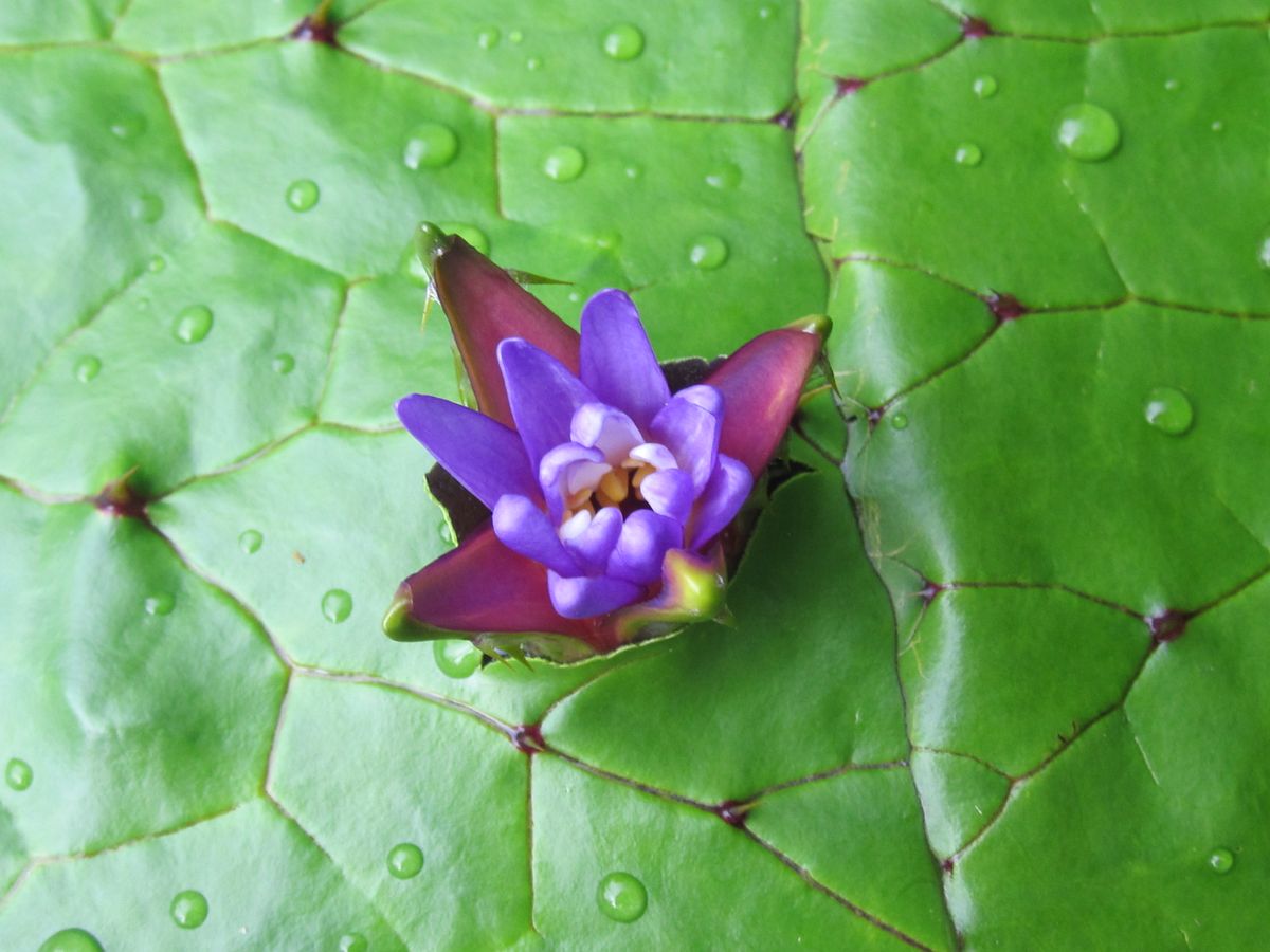 自分の花で葉を突き抜けて