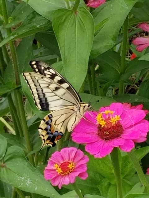 4匹目のアゲハチョウ