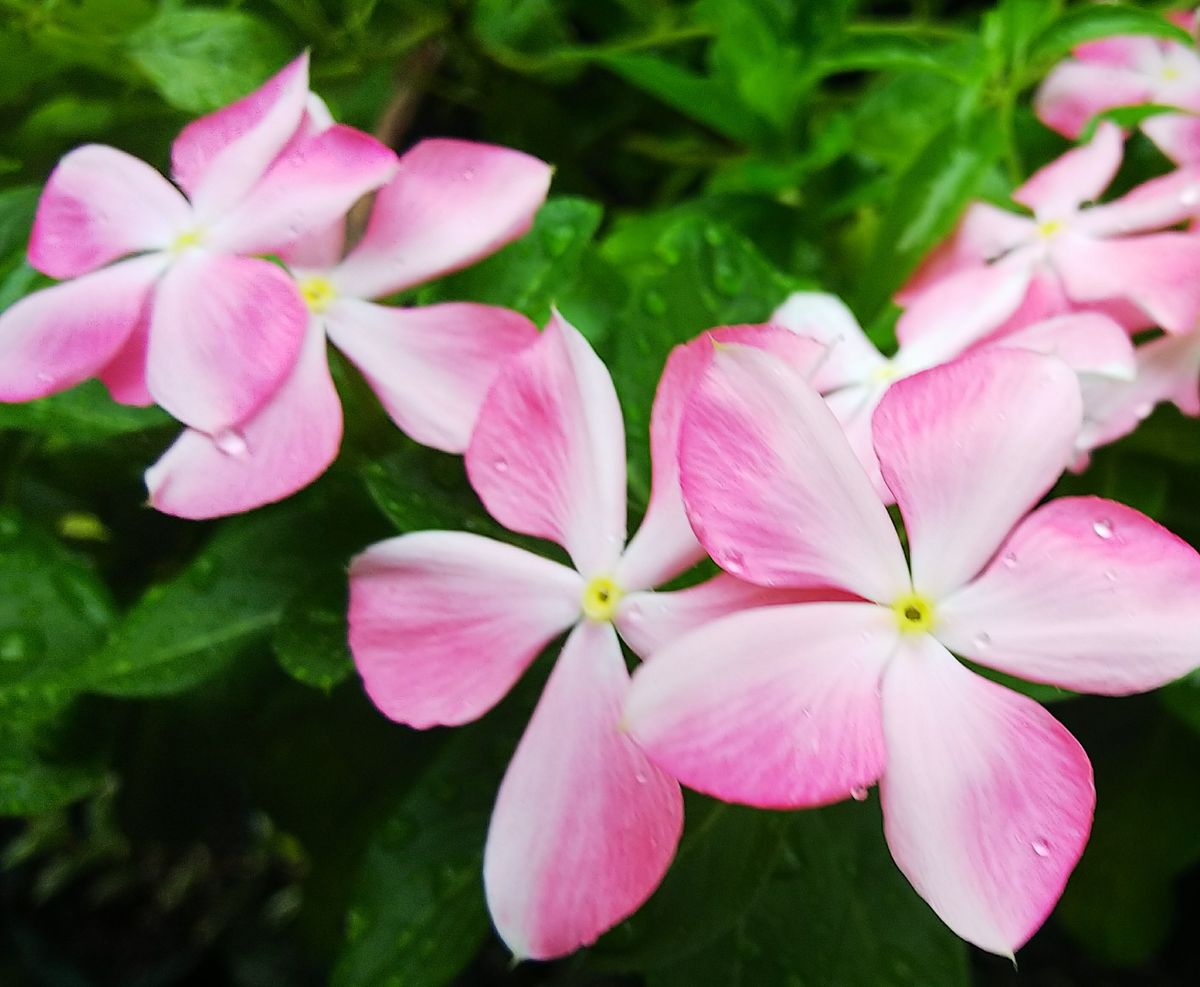 庭に咲く夏の花