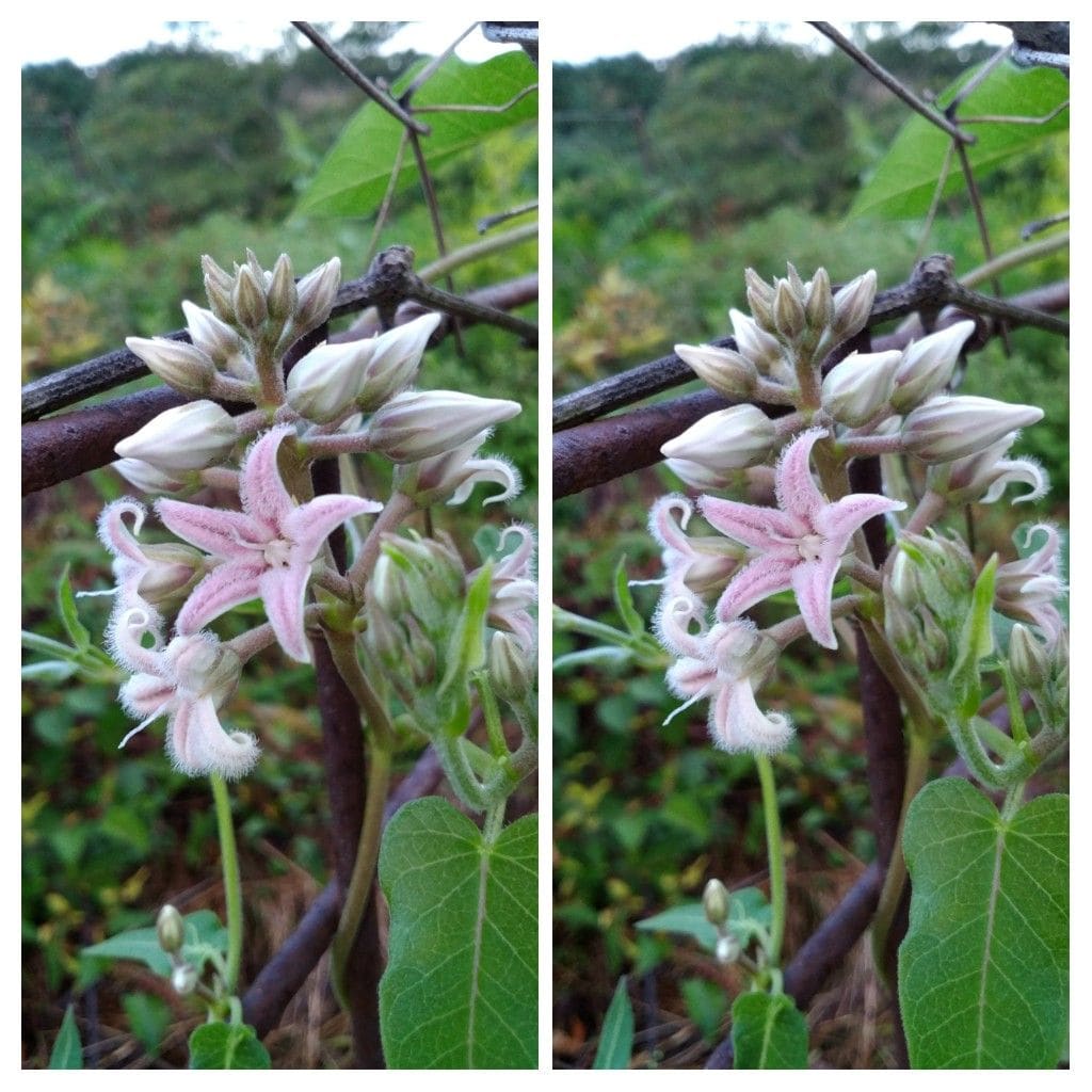 今日の花