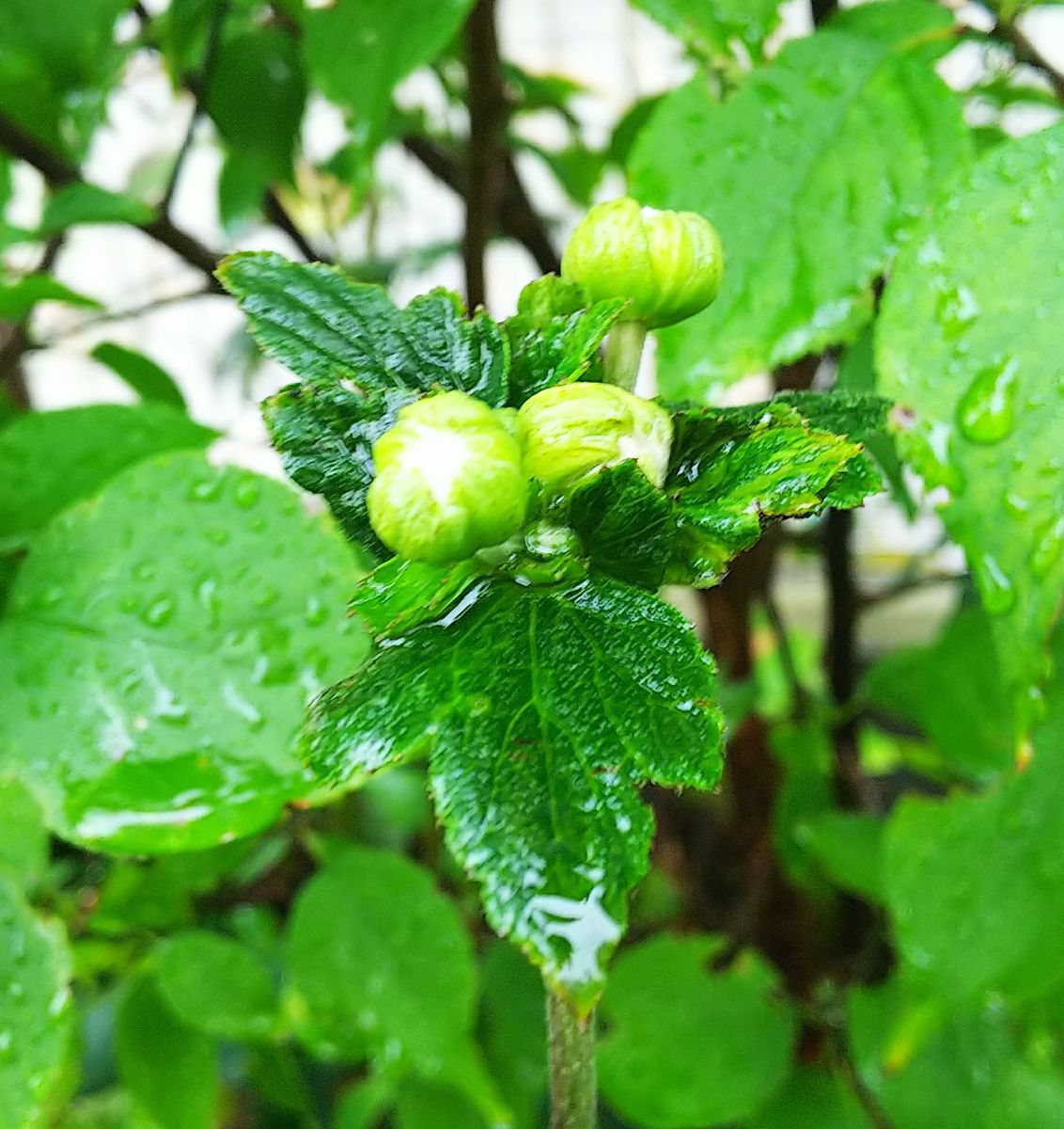 秋の気配🍁蕾準備中