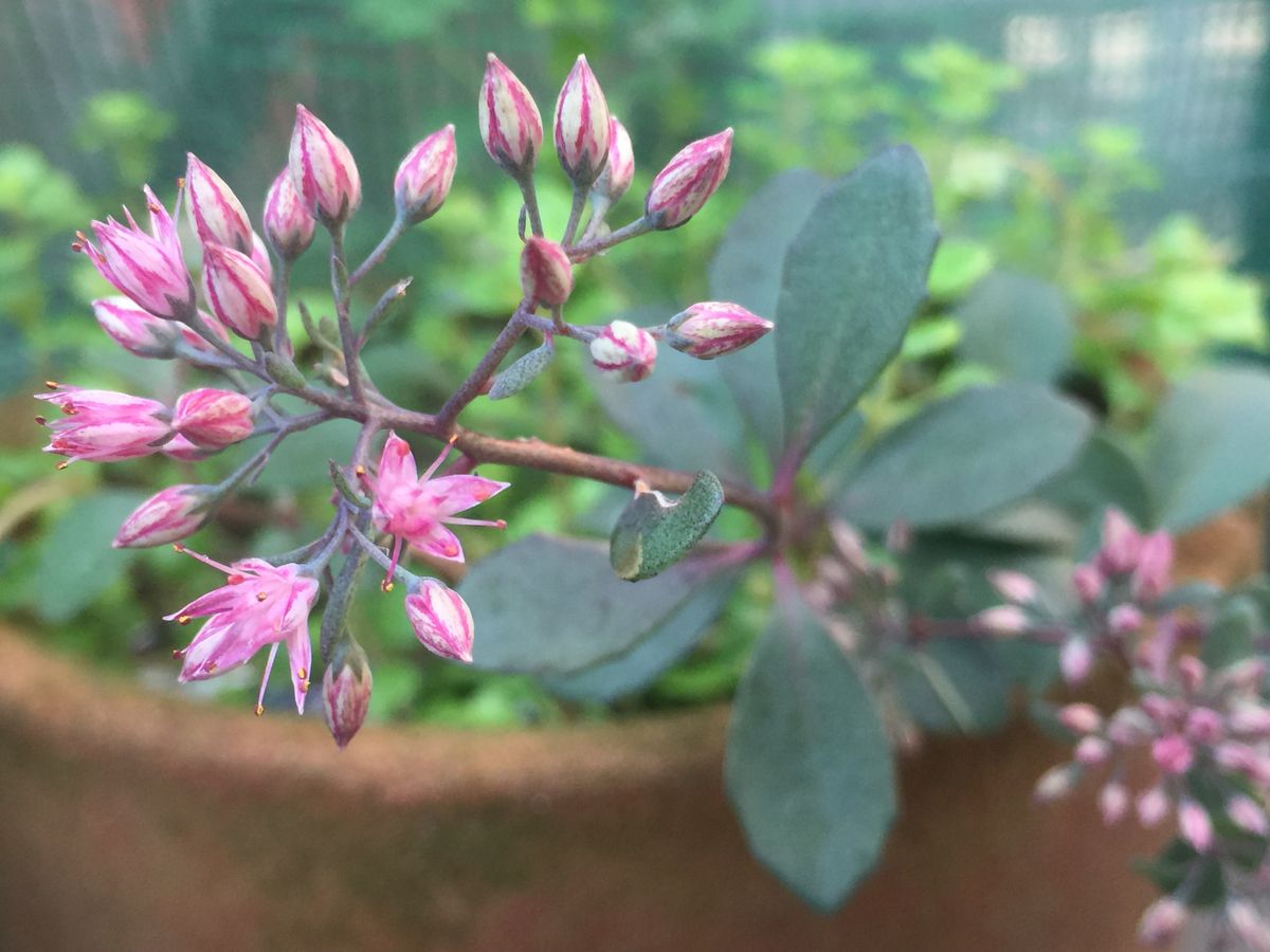 うちの花。アサガオと〜