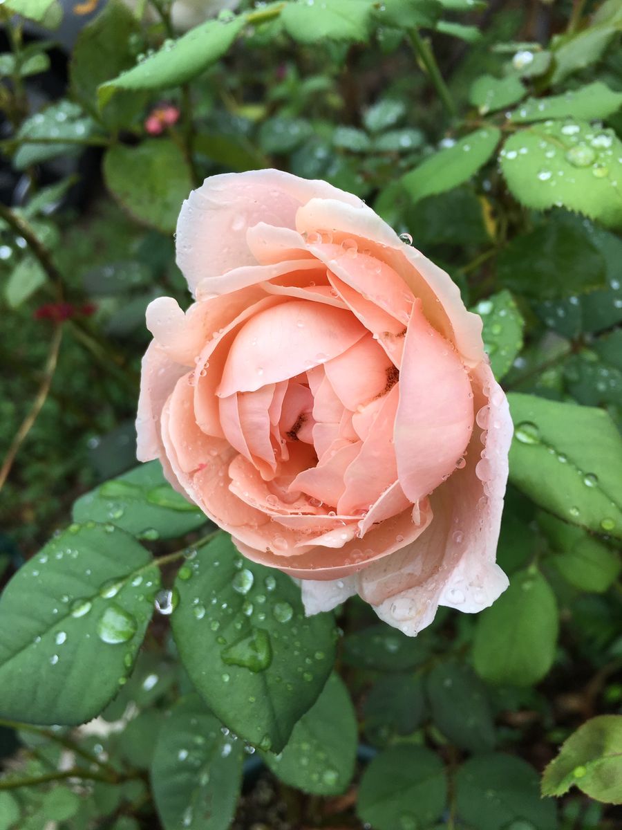 雨の朝💧