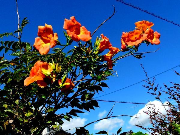 青空に咲く花