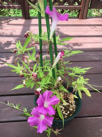 変化朝顔　親木のお花