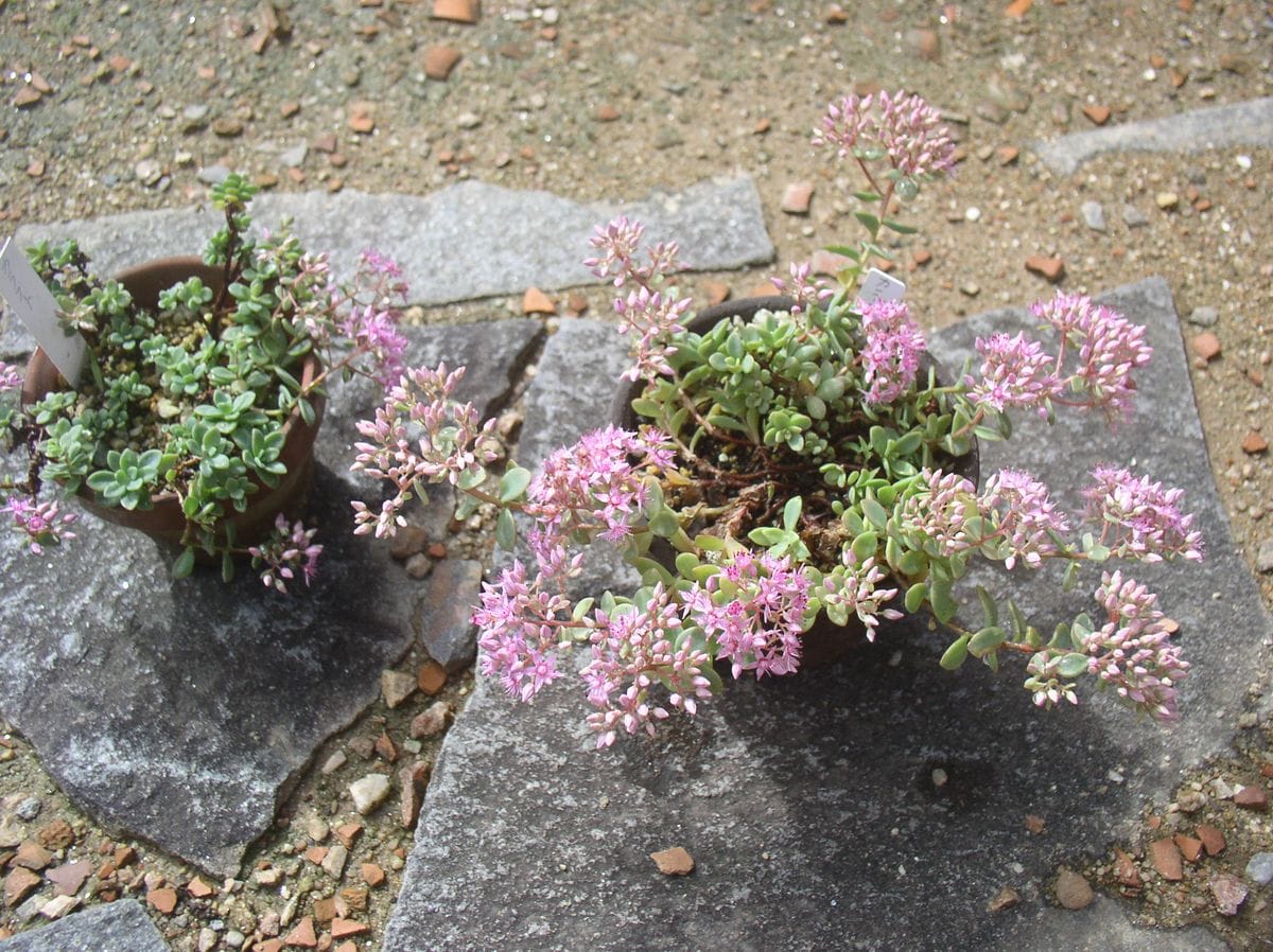 カラフトミセバヤ開花