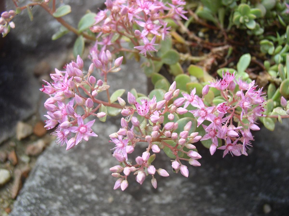 カラフトミセバヤ開花