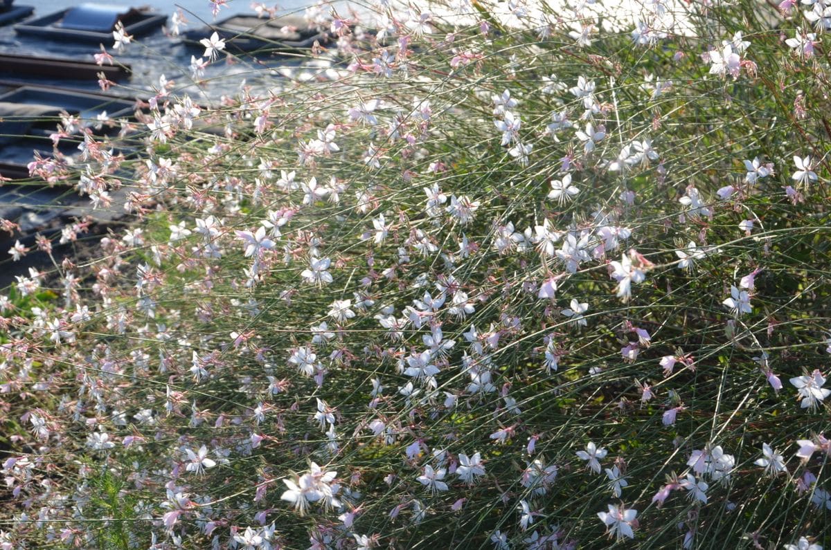 散歩道の花はきれいです。