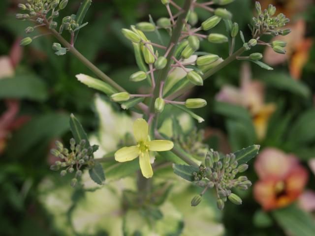 冬の寄せ植え、どうなさる？