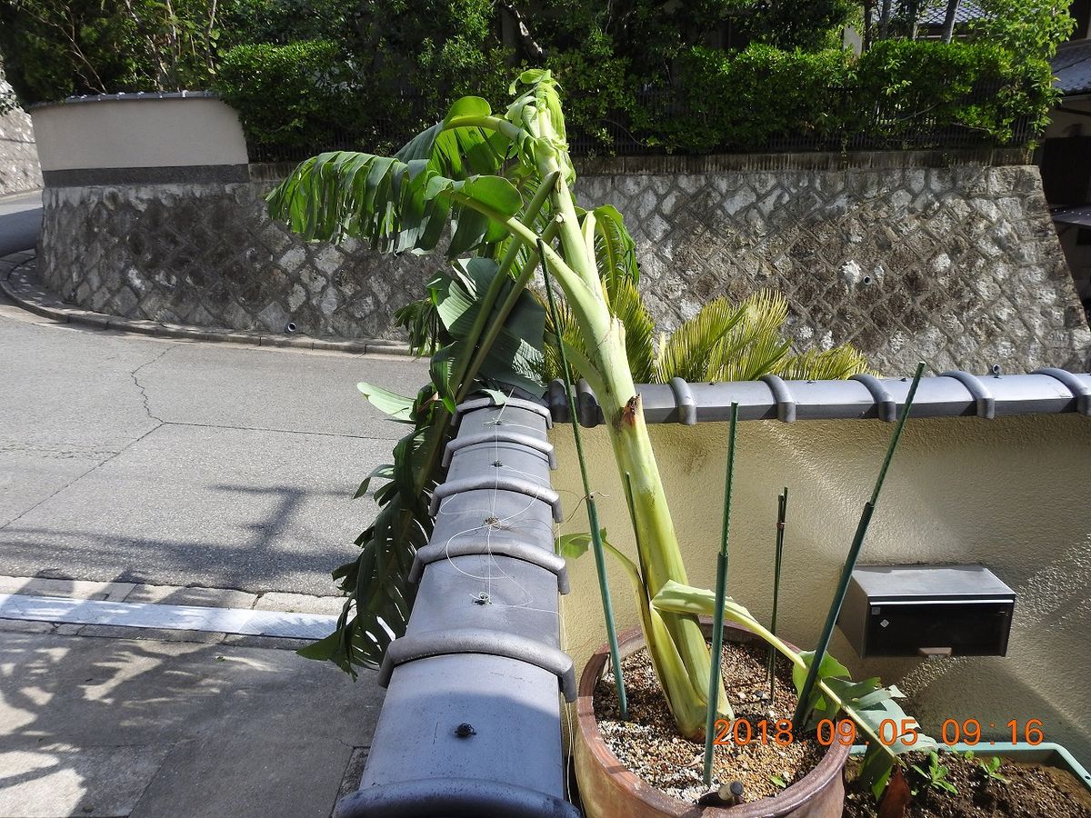 台風一過