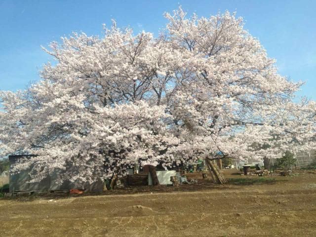 大桜