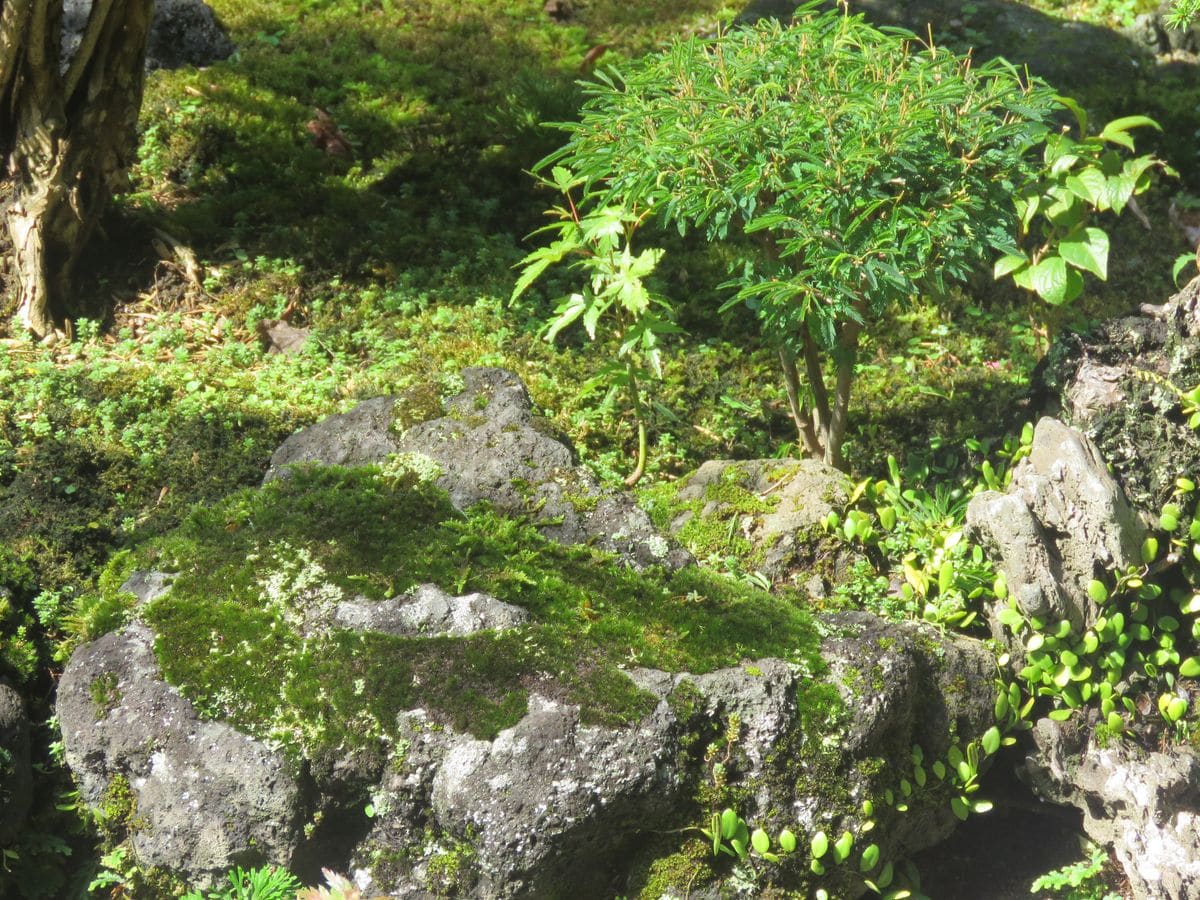 苔庭・ネムノキの3本仕立て