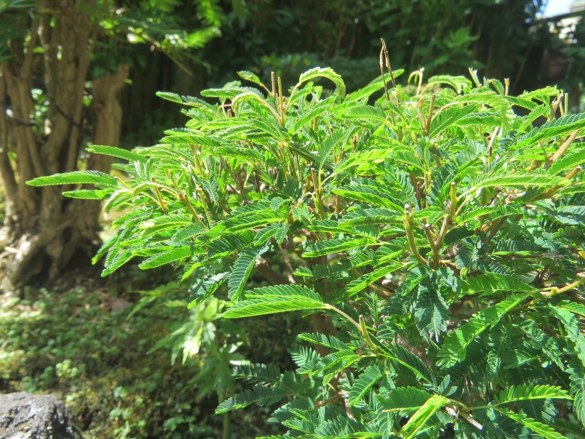 苔庭・ネムノキの3本仕立て