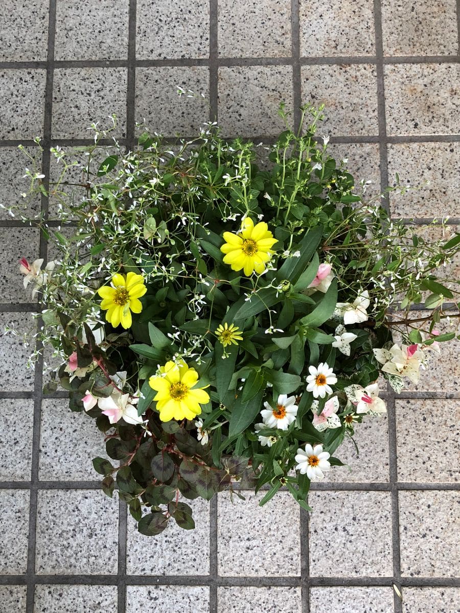 寄せ植えnew✨