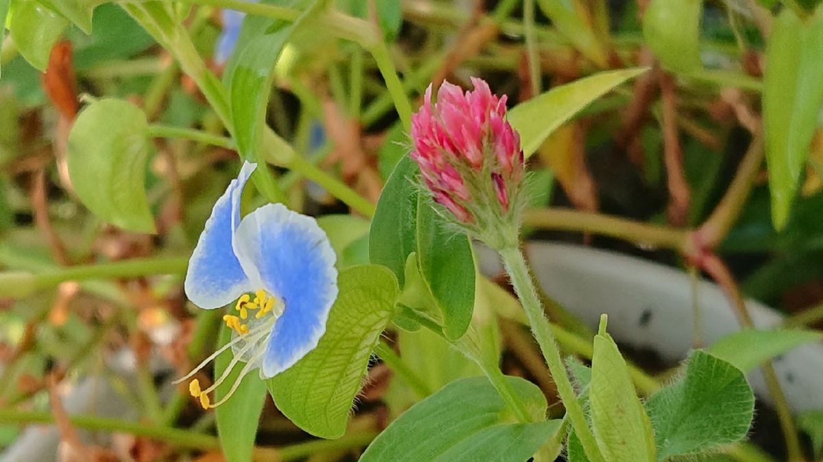 嬉しいこぼれ種🌱