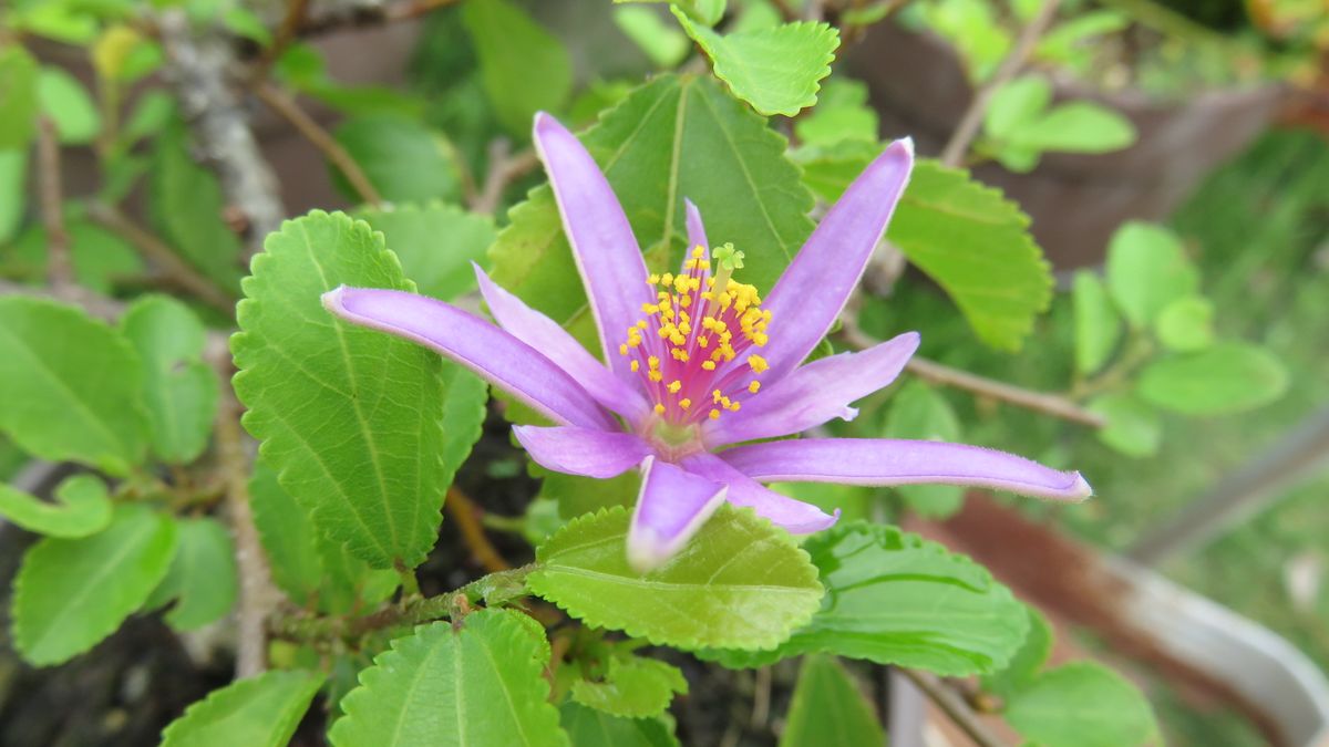 雨の合間に花探し-睡蓮木と檜扇