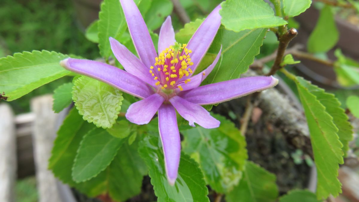 雨の合間に花探し-睡蓮木と檜扇