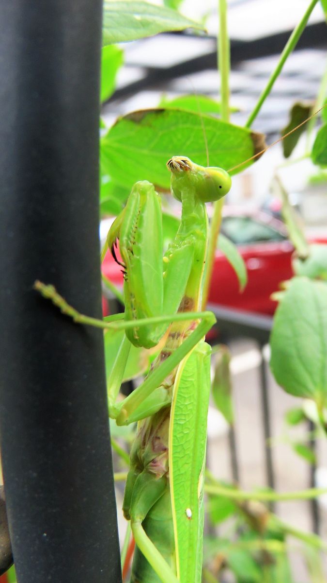 人見知りカマキリ