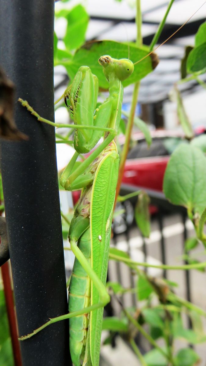 人見知りカマキリ