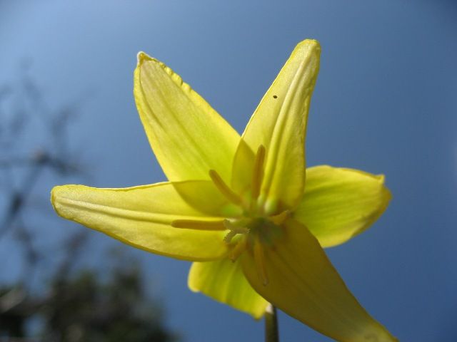 黄花かたくり　開花♪