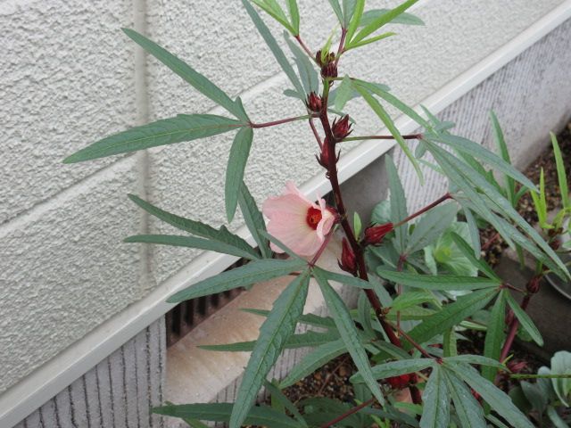 久しぶりのたっぷりの雨