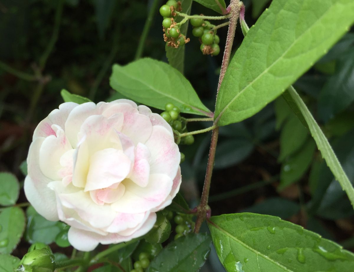 私の庭と、実家の花たち（ドールの画像あり）