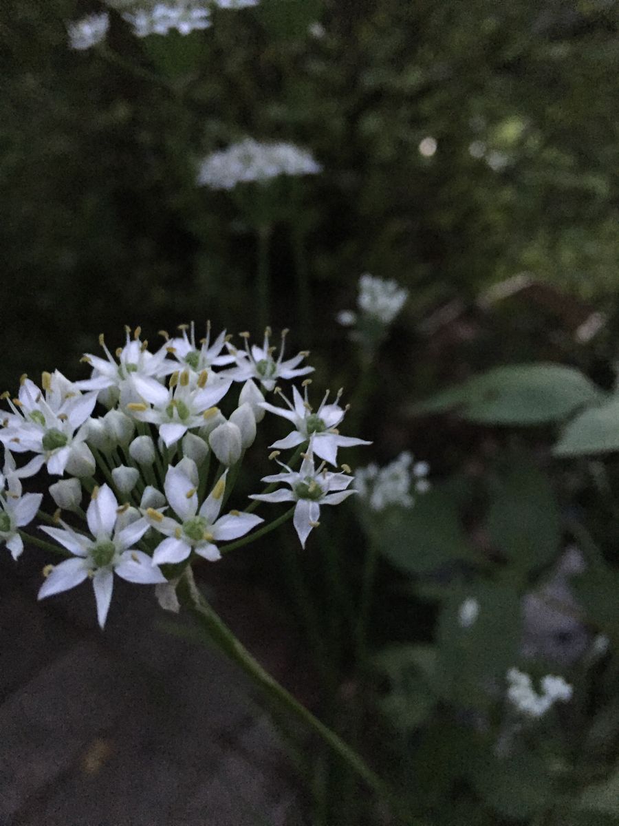 あちこちでニラの花