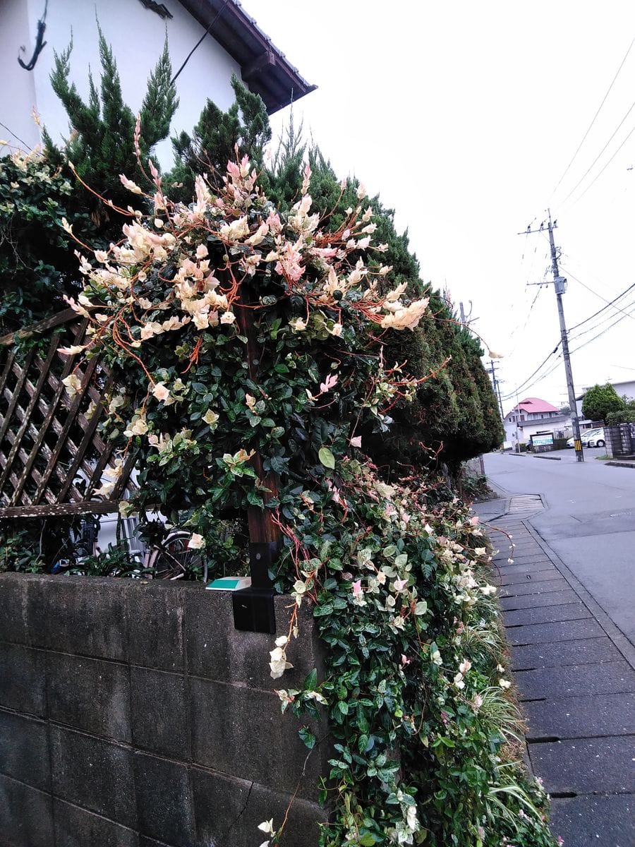 ブルーサルビア・ファリナセア❗(芽吹き開花)