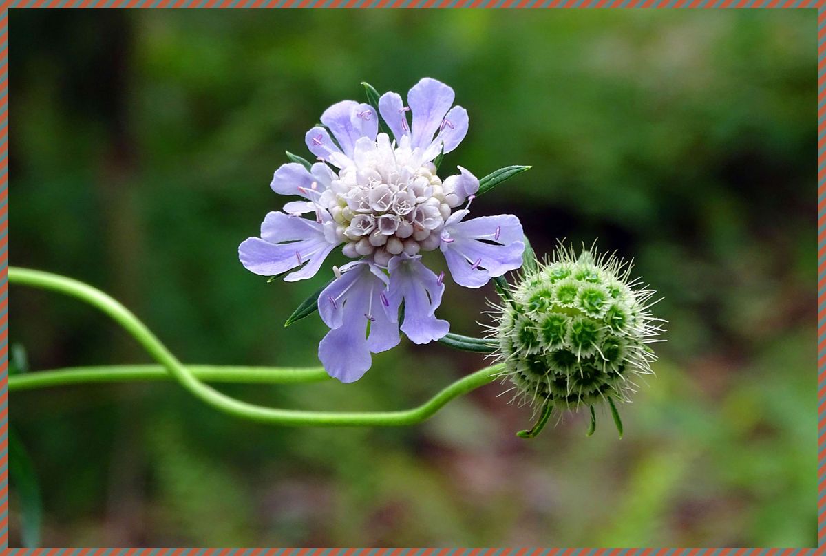 健康の森の花たち！