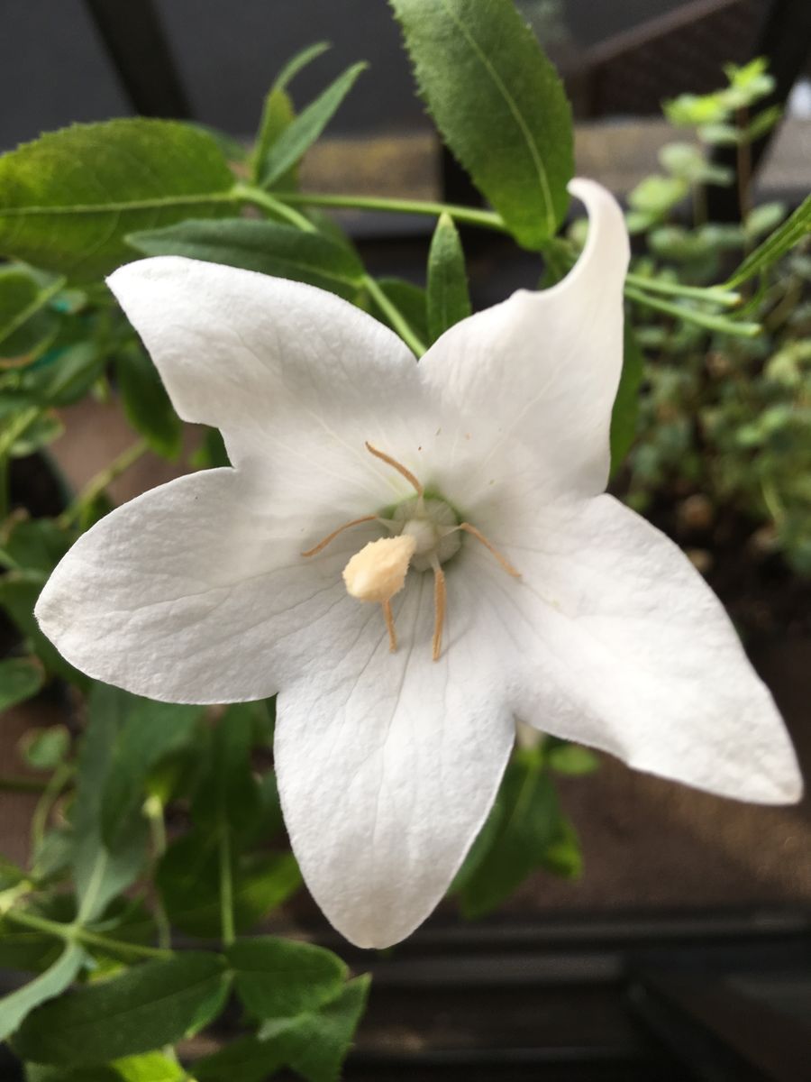 今朝の色々なお花🎵①